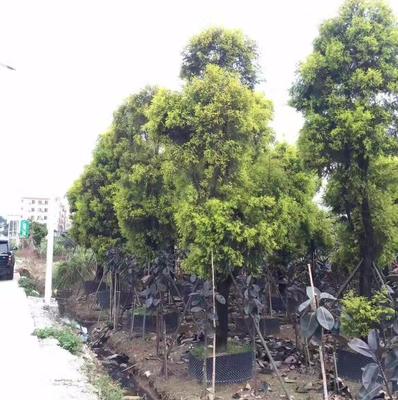 廣州市鑫善園林綠化工程施工 以細節成就卓越，用影像記錄匠心